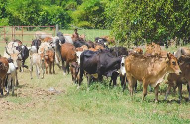 Cattle
