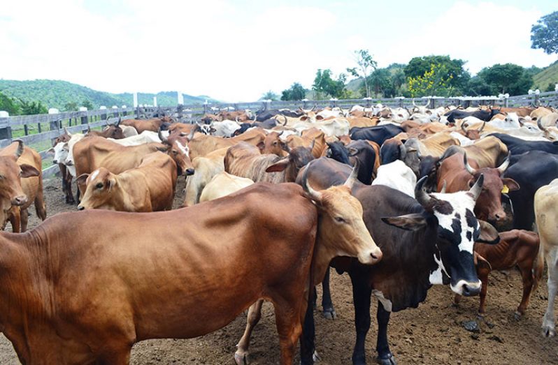 Cattle (Ministry of Agriculture photo)