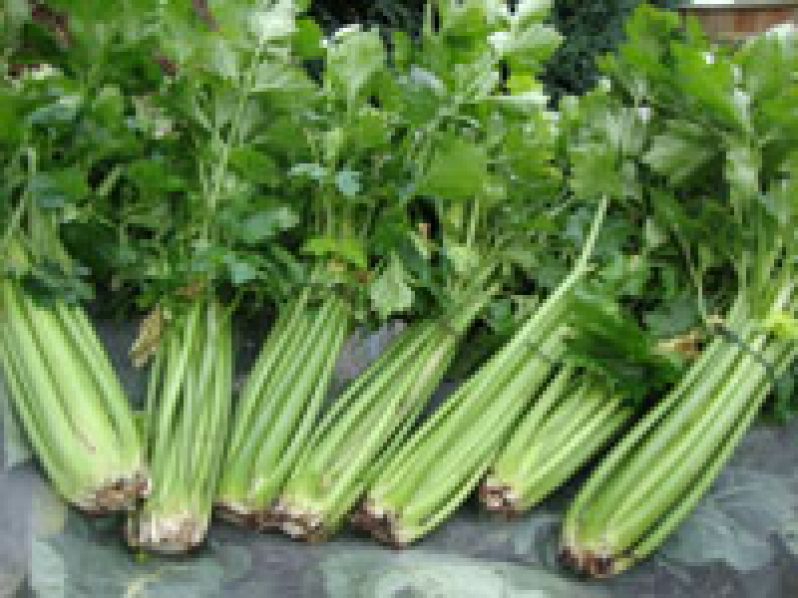 Celery-too