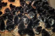 Some of the black giant chickens that were distributed to farmers