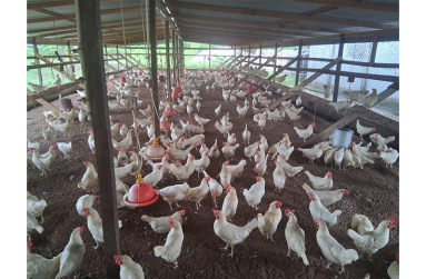 A poultry farm in Guyana that is still reeling from the aftershocks of IBH