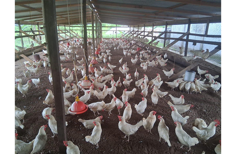 A poultry farm in Guyana that is still reeling from the aftershocks of IBH