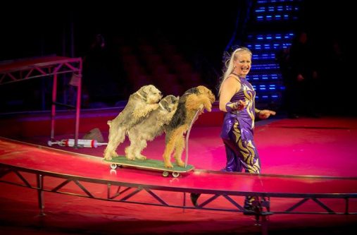 The Ukranian skateboarding dogs are expected to be here for the Suarez Brothers Circus at D’Urban Park