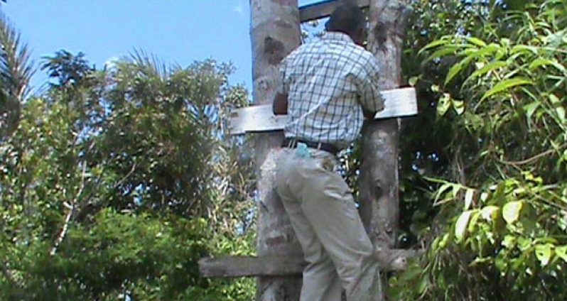 A resident climbs the tree to make a phone call at Karawab, Pomeroon River