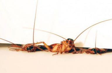 Three cockroaches squeeze though a 3mm crevice under a room door at different stages of traversal, in this undated handout photo courtesy of PolyPEDAL Lab, UC Berkeley. Scientists said on Monday they have built a prototype search-and-rescue robot, inspired by the cockroach.