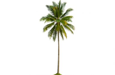 Only Coconuts has a 45,000 sq. ft. nut-free facility on the Soesdyke Highway (Photos sourced from Only Coconuts and GNBS)