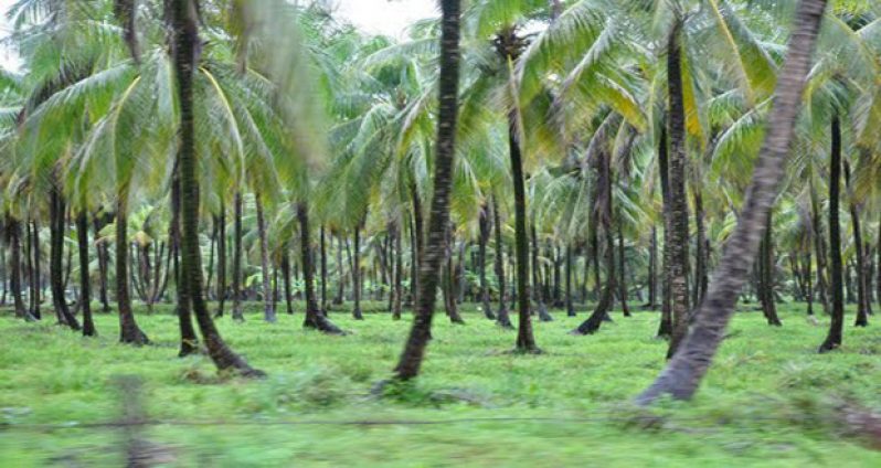 Guyana will benefit from the European Union’s Coconut Industry Development for the Caribbean project through the Geneva-based International Trade Centre