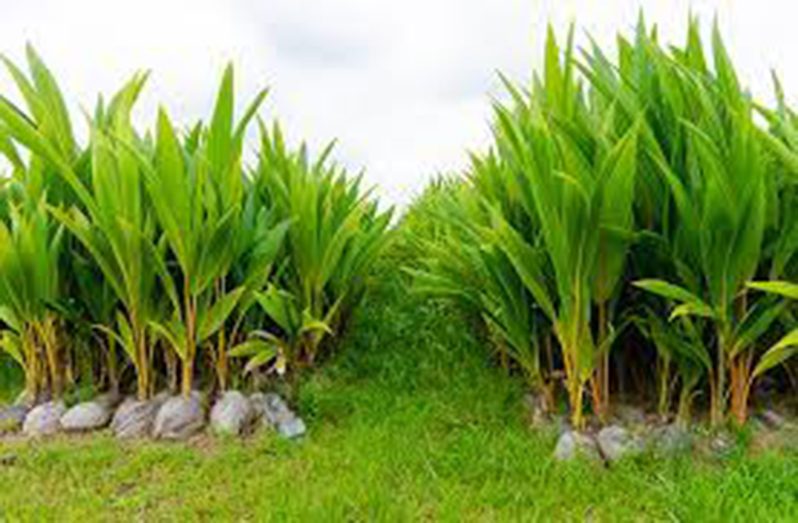 Coconut