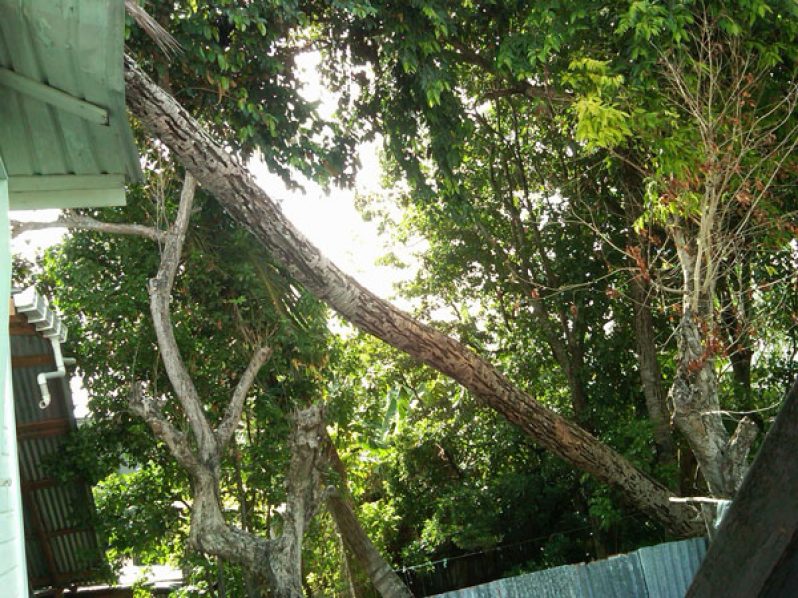 The fallen coconut tree  resting on the roof of Andre Alfred’s house