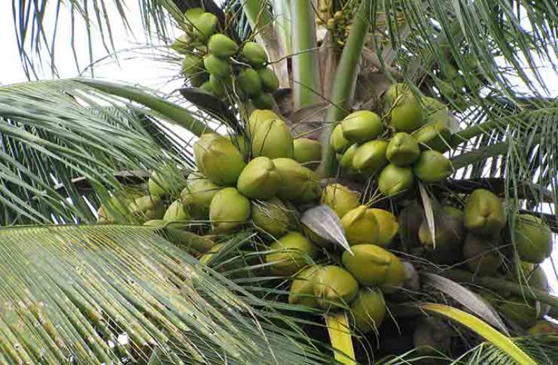Four main varieties of coconuts used for commercial purposes locally ...