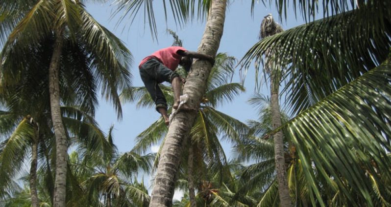 This young man is intent on getting his fill of coconuts in the back land area of the village