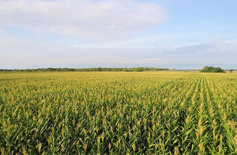 A view of the New Frontier Agriculture’s corn field