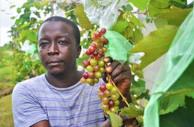 Gilead and his locally grown grapes (Carl Croker photos)