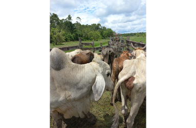 Some of the cows on the Wilson ranch