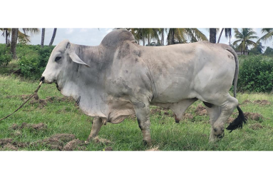 Some of the top breeds of cattle reared by Mahendranauth Oodit