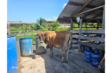 One of the many breeds of cows on the farm