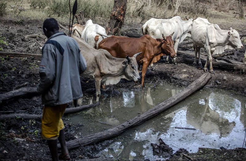 Kenyan pastoralist Nkiniwa Ledupa Piroris walks with his cows while visiting a water point in the Mukogodo Forest (FAO photo)