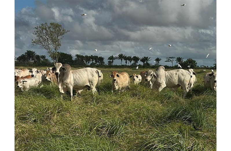 Some of the cows reared by the Suenarines