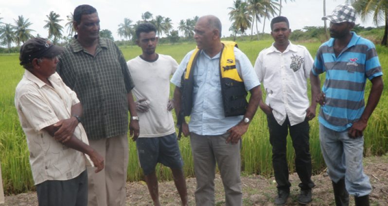 Minister of Agriculture Dr. Leslie Ramsammy in discussion with farmers at Cozier