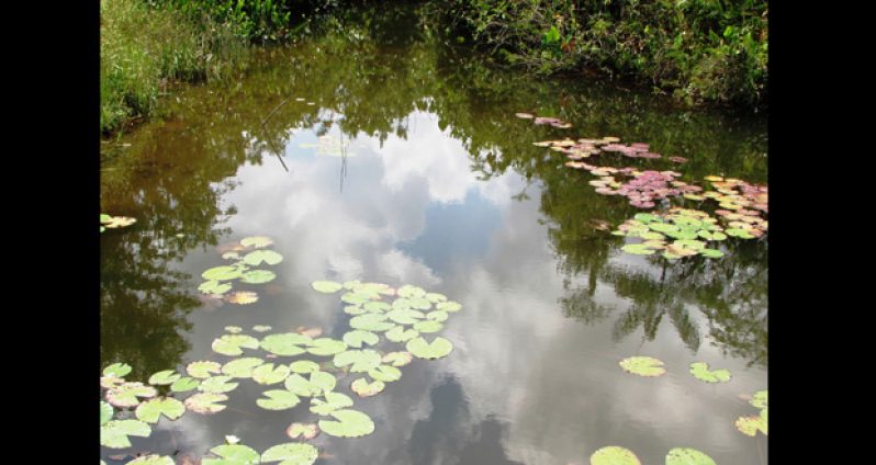 The Dakoura Creek, located at the Wisroc watershed, will no longer be under threat from various organisations that dumped their garbage around its environs