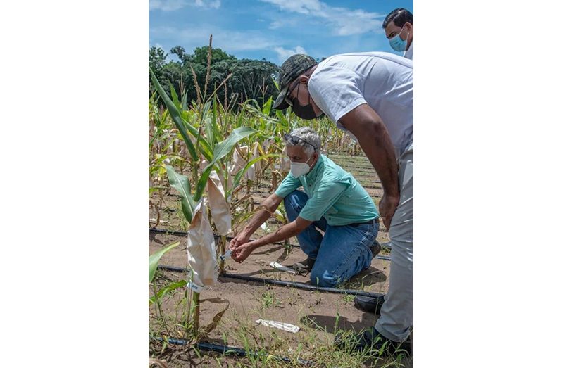 Minister Zulfikar Mustapha inspects the crop