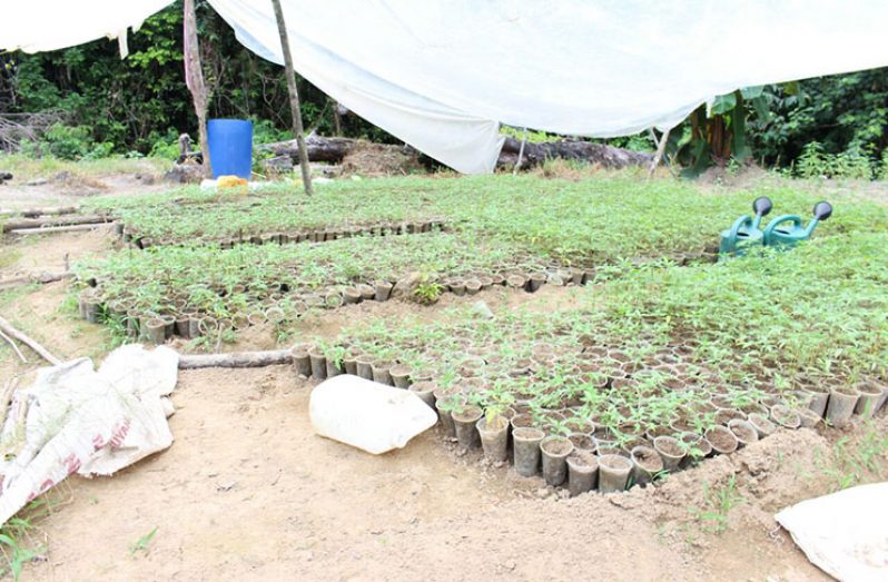 The cultivated cannabis before it was destroyed