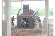 Milking cows leaving the Specialised livestock truck at Moblissa