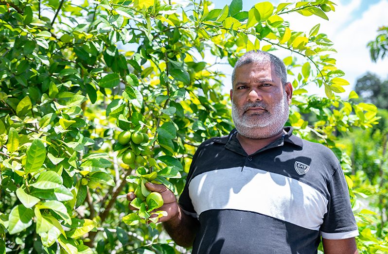 CDC Chairman of Loo Creek, Deonarine Narine at his bearing lime tree