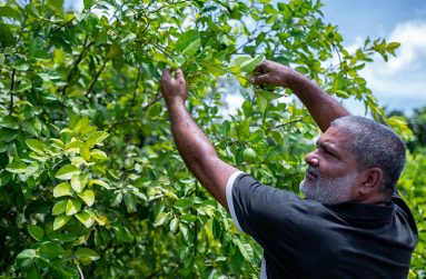 Deonarine Narine picking limes