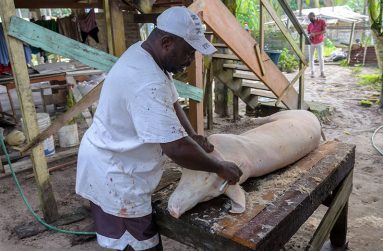 Shaun George with his Christmas pig (Delano Williams photos)