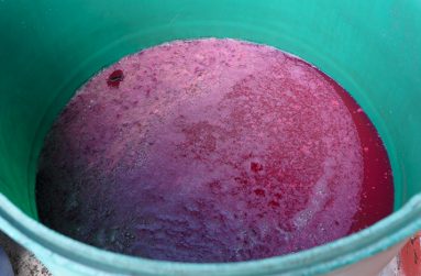 The potato wine being cured for Heritage day in Mainstay/Whyaka Village (Delano Williams
