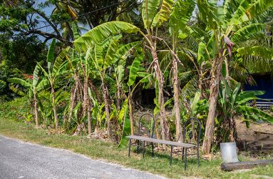 Sheriff Gaznabbi with coconuts from his estate (Delano Williams photos)