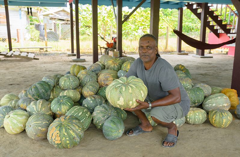 Totaram Tamby displaying the pumpkins he harvested recently Delano Williams photos)
