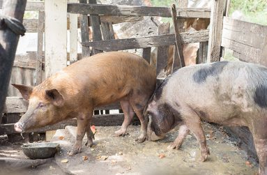Pigs being reared by Dawn Griffith at Ann’s Grove ((Delano William's photos)