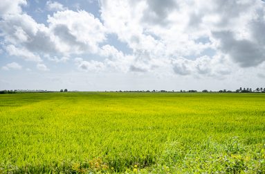 The vast rice fields in Big and Little Biaboo, Mahaica River (Delano Williams photos)
