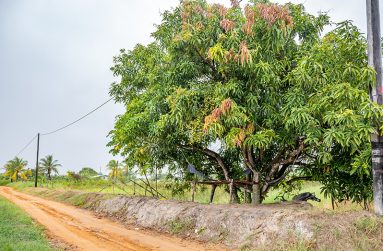 The perfect spot for liming among the locals. (Delano Williams photos)