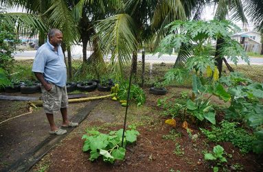 The kitchen garden