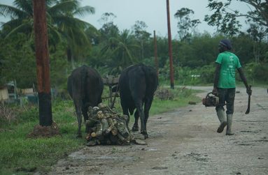 James Chisholm with his cows hauling some wood home (Carl Croker photos)