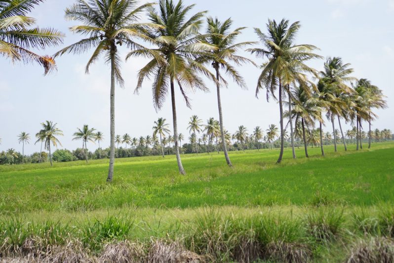 Rice fields in Branch Road, Mahaicony