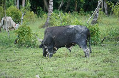 One of Brigonauth’s cows grazing (Carl Croker photos)