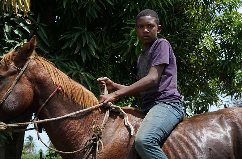A young man on horseback after taking cows to graze in the savannah (Carl
Croker photos)