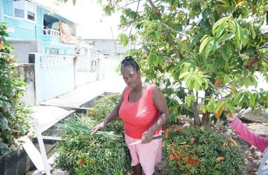 Gwendolyn Hopkinson cutting some lemongrass for tea (Carl Croker photos)