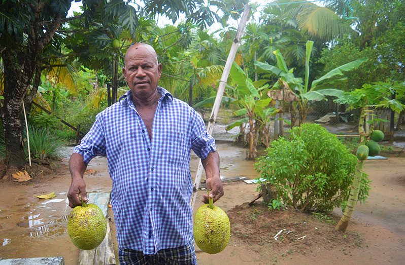 Deodat Bissoondyal with his freshly picked breadfruit (Carl Croker photos)