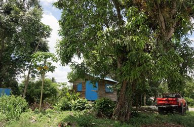 Huge mango tree in Hill Foot Village (Carl Croker photos)
