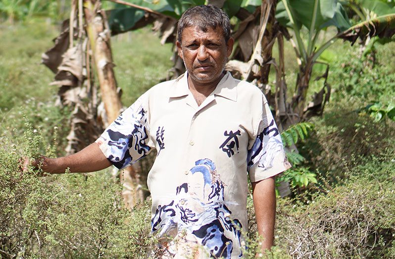 Weeder man/farmer, Rajendra Deonarine
