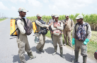 The “Spray Gang” attached to the Blairmont Sugar Estate (Carl Croker photos)