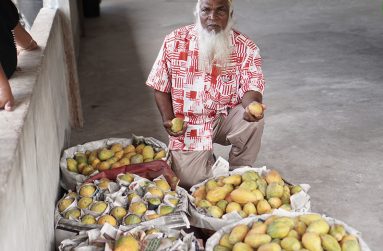 Farmer Lakhan Budhan with his freshly harvested papaya (Carl Croker photos)
