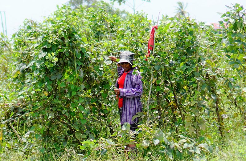 Seema Iana picking bora on her farm