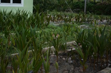 Coconut plants housed in nursery bins.