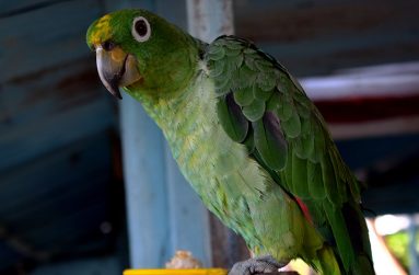 Elvis, the parrot (Carl Croker photos)